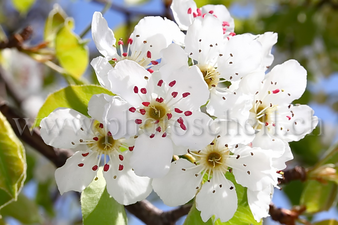 Fleurs de pommiers et leurs pistils rouges