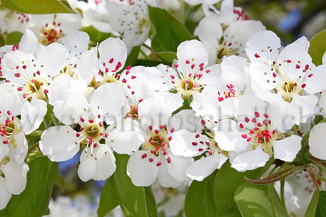 Fleurs de pommiers et leurs pistils rouges