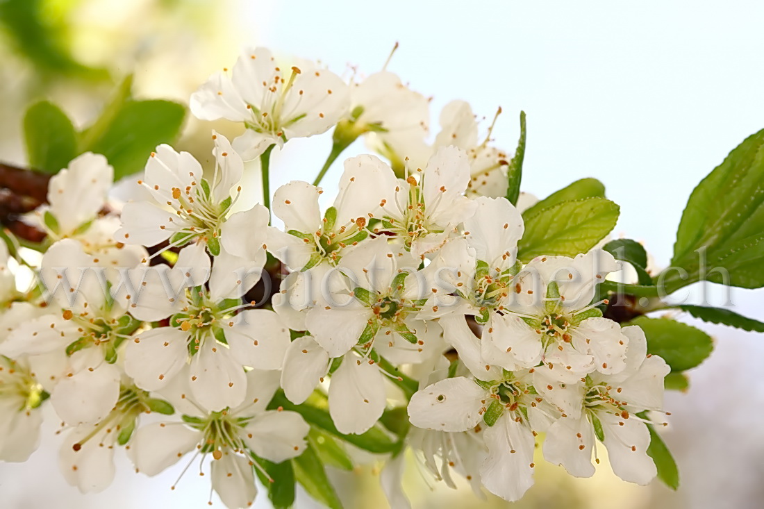 Fleurs de mirabellier