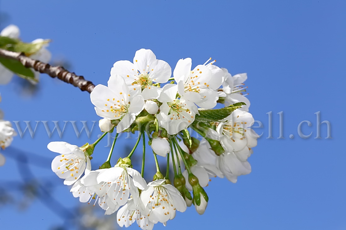 Fleurs de cerisier