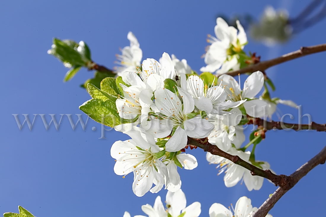 Fleurs de mirabellier