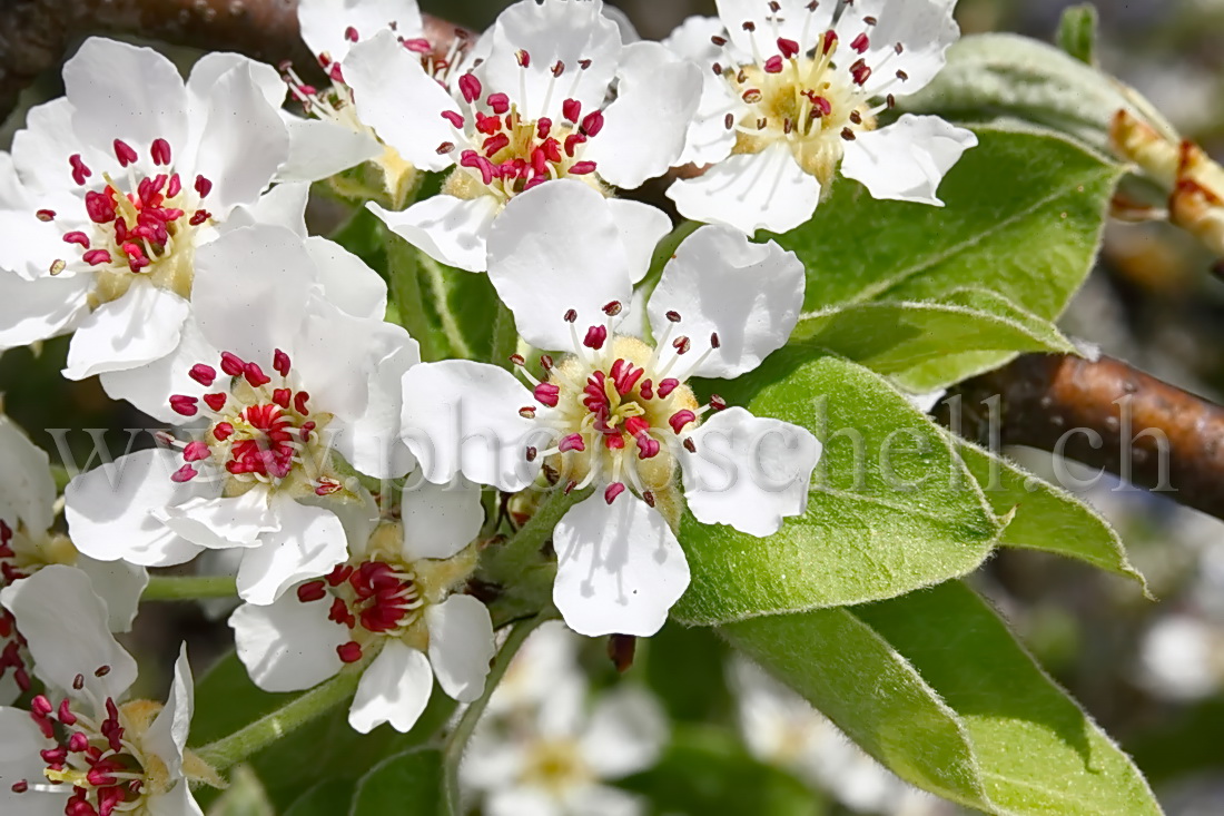 Fleurs de pommiers et leurs pistils rouges