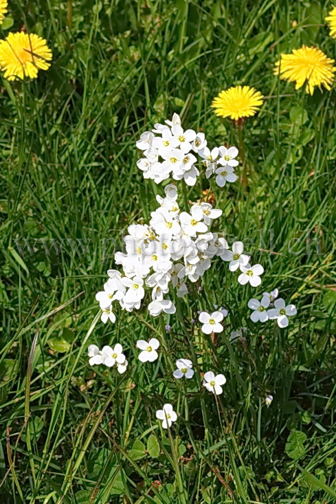 Fleurs sauvages