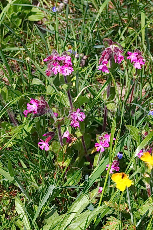 Fleurs sauvages