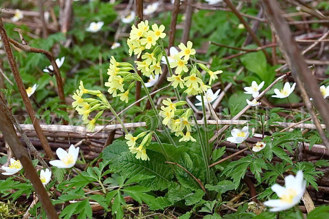 Primevères sauvages