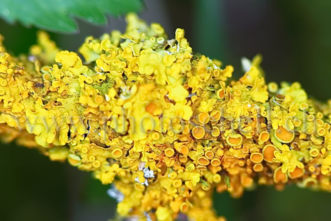 Fleurs de lichen