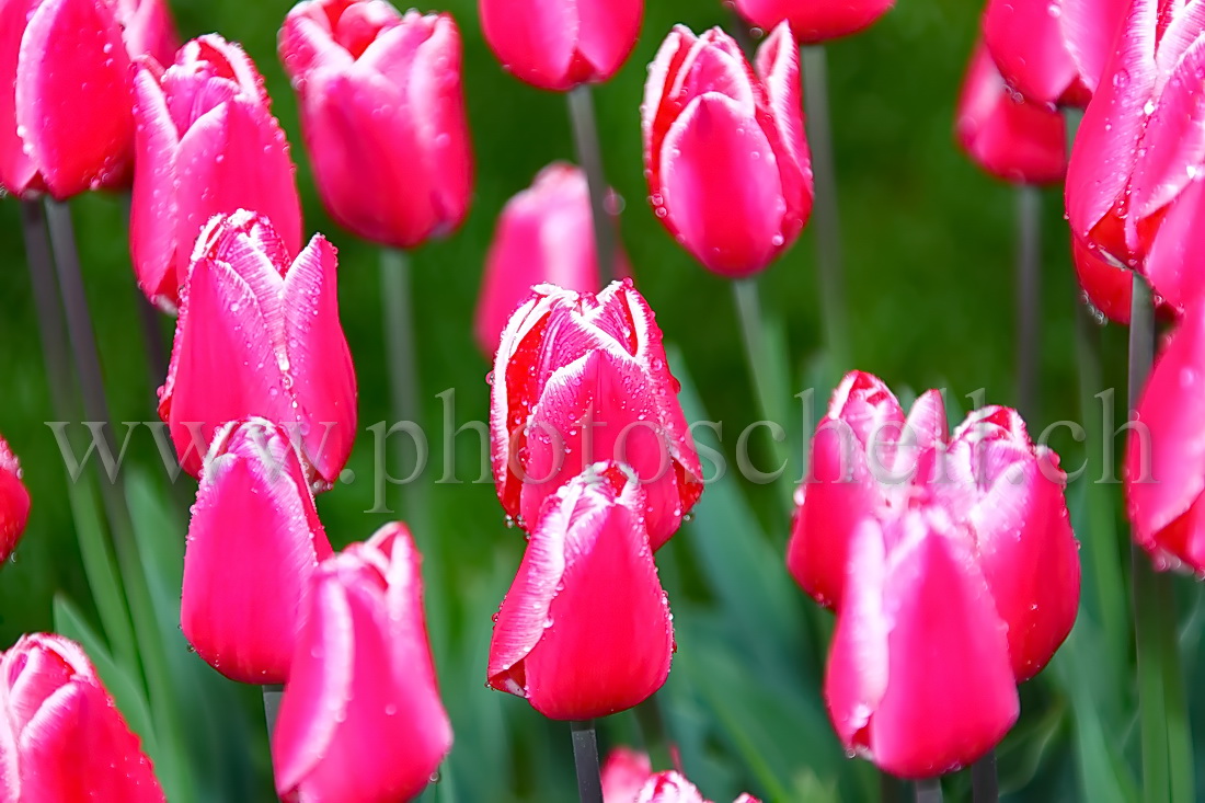 Tulipes roses humides