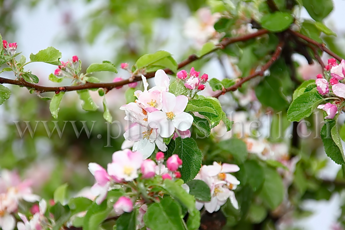 Fleurs de pommier