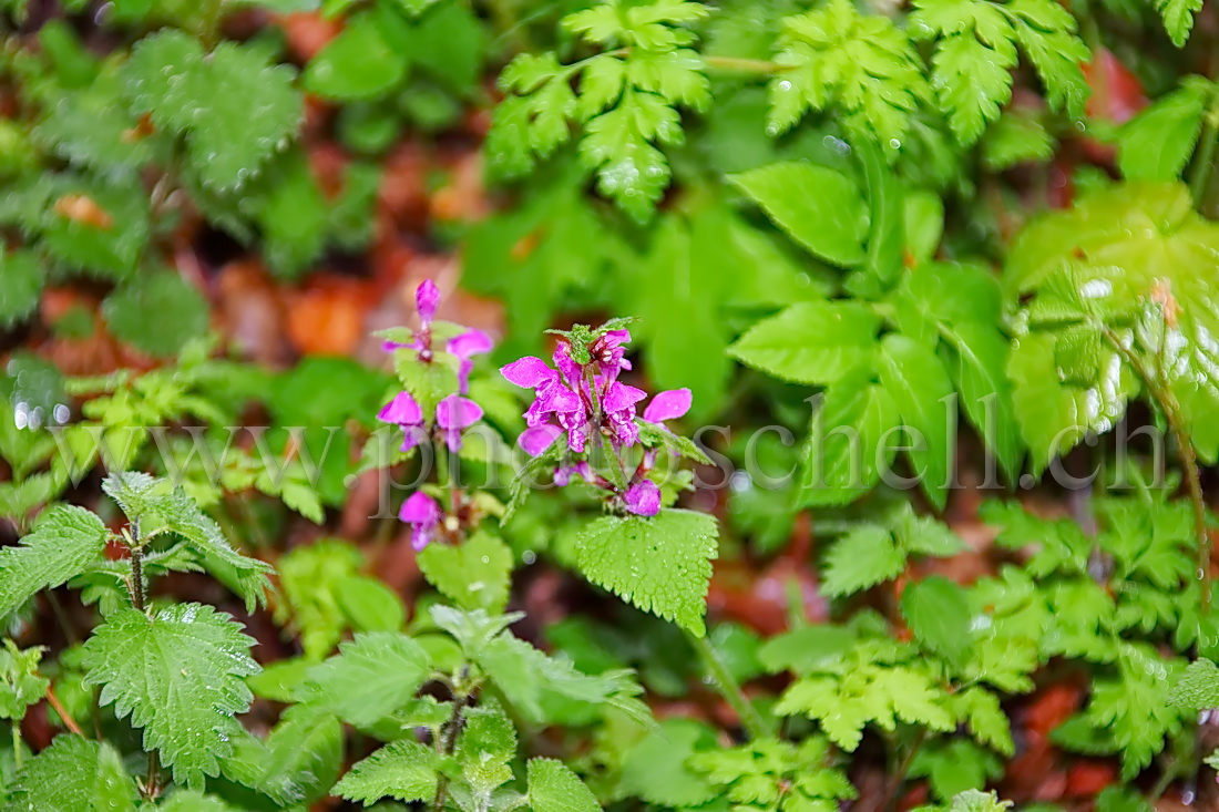 Fleurs de forêt