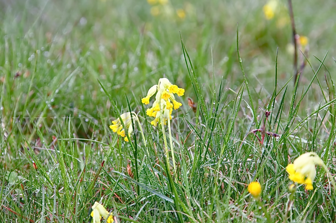 Primevères sauvages dans l'herbe humide