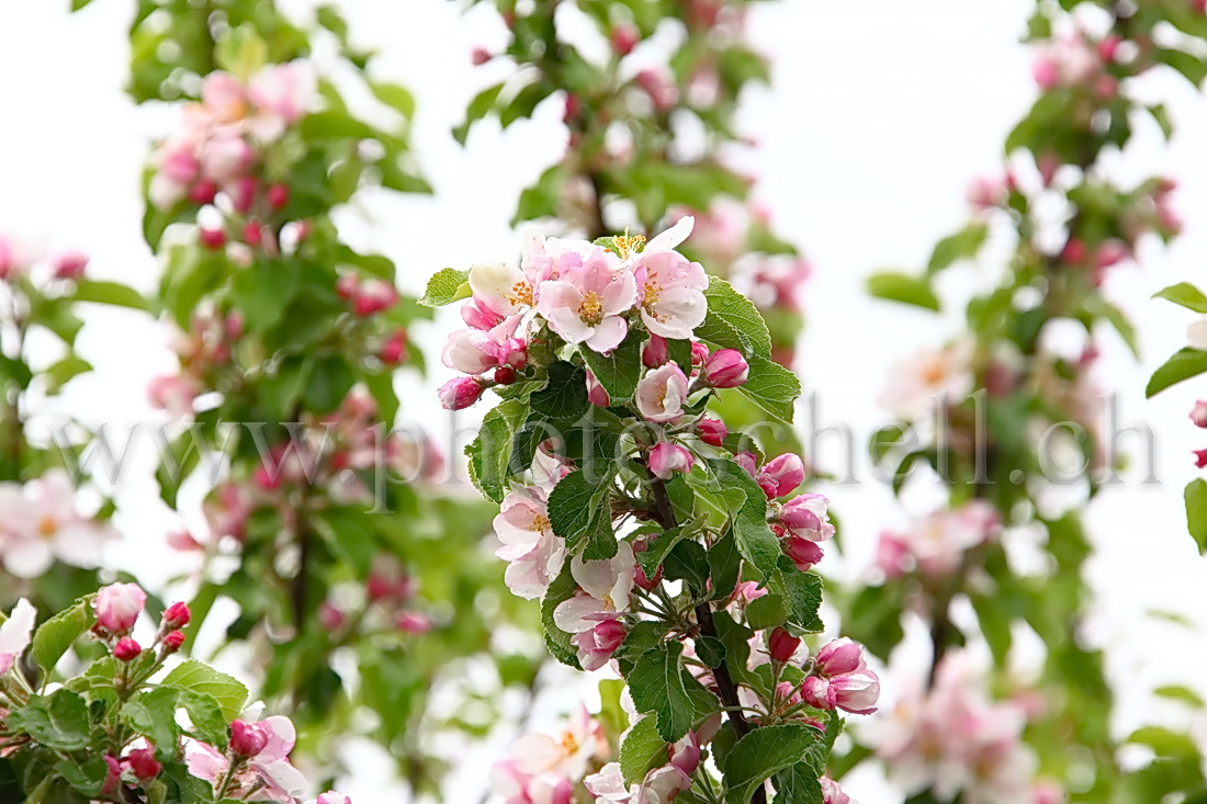 Fleurs de pommier