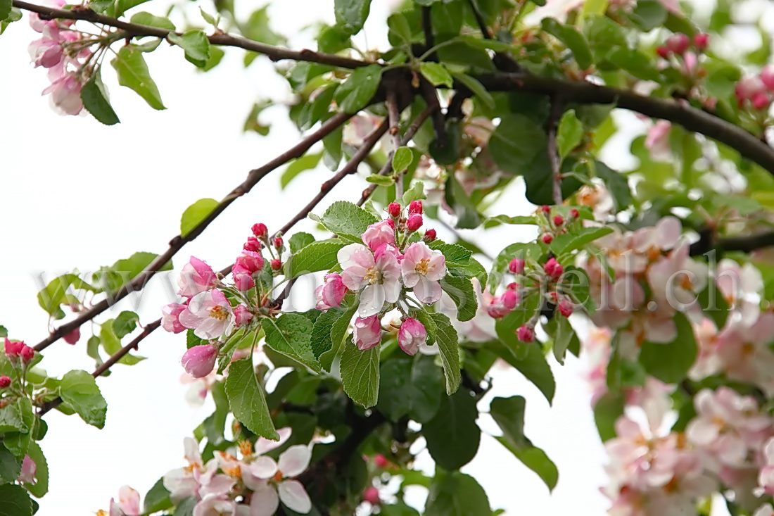 Fleurs de pommier