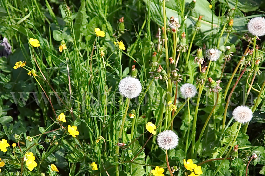 Fleurs de pissenlits aux différentes étapes de leur évolution