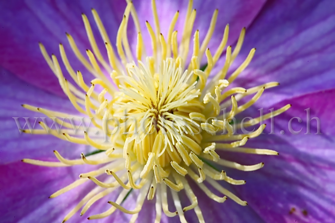 Coeur de la fleur et ses pistils