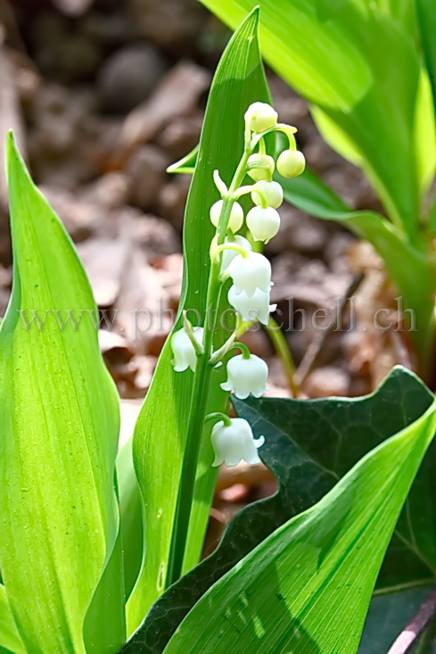 Brin de muguet