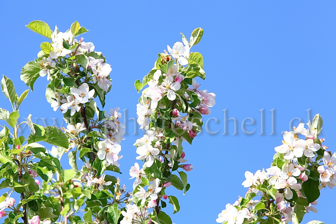 Fleurs de pommier