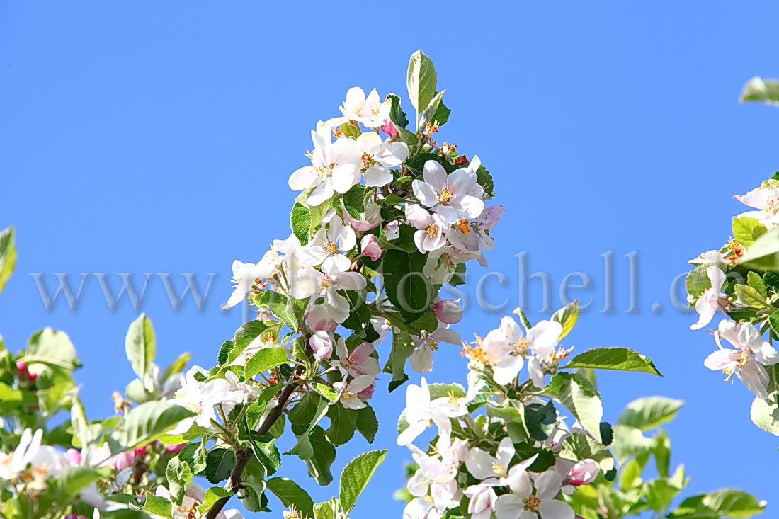 Fleurs de pommier