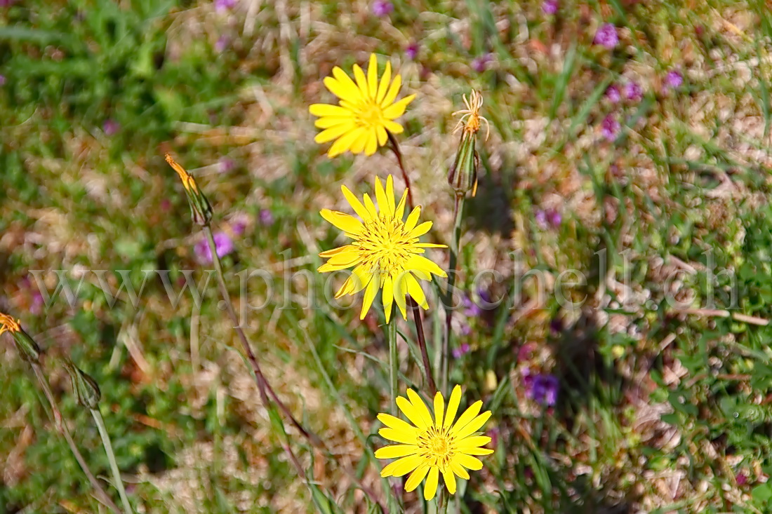 Fleurs sauvages