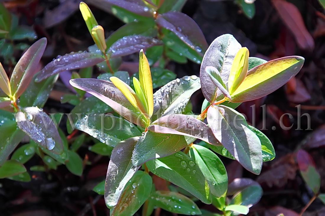 Gouttes d'eau sur les feuilles