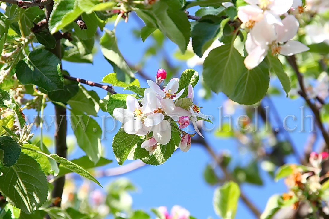 Fleurs de pommier