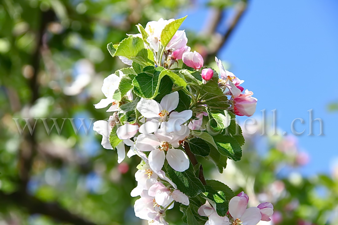 Fleurs de pommier