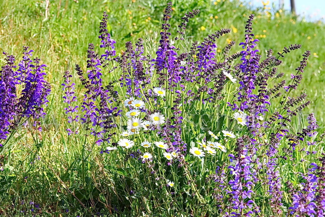 Fleurs sauvages