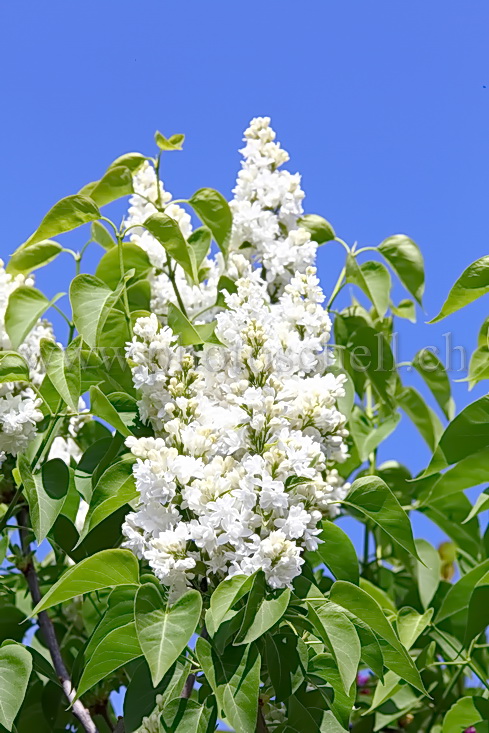 Fleur de lilas blancs