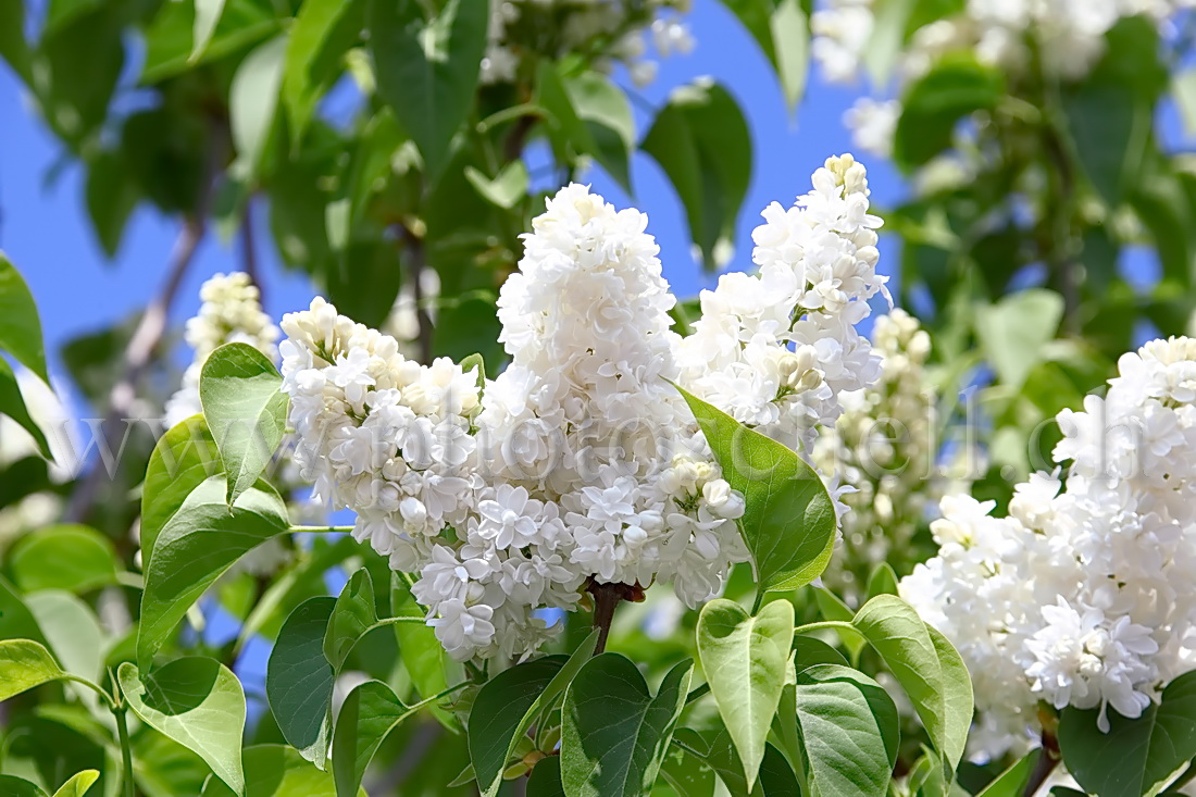 Fleur de lilas blancs