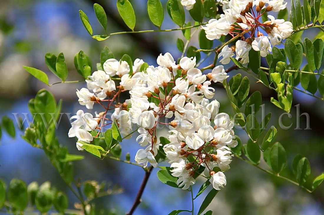 Fleurs d'accacias