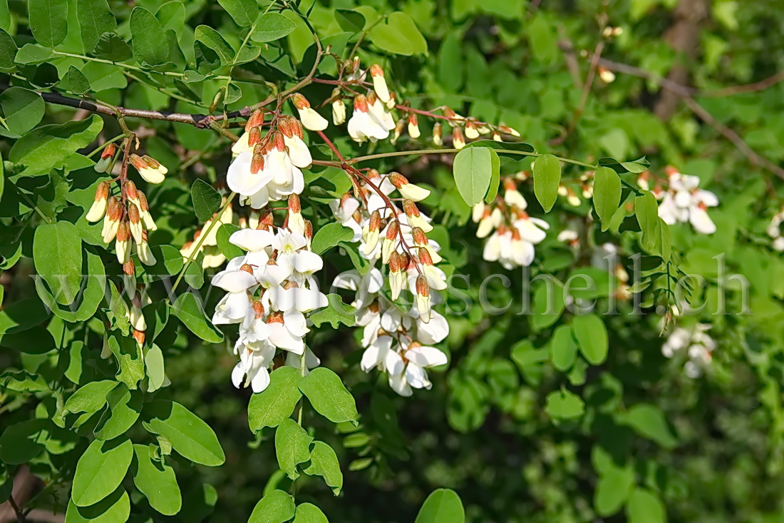 Fleurs d'accacias