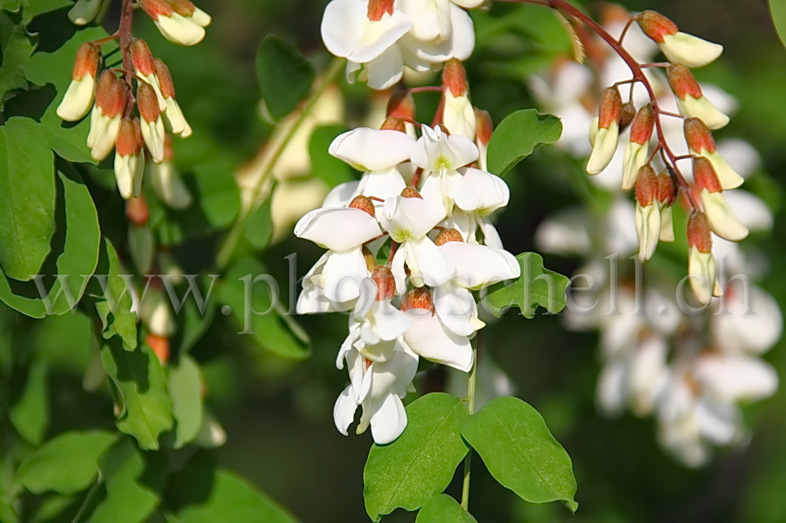 Fleurs d'accacias