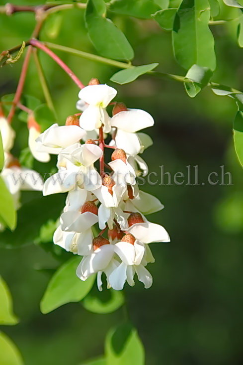 Fleurs d'accacias