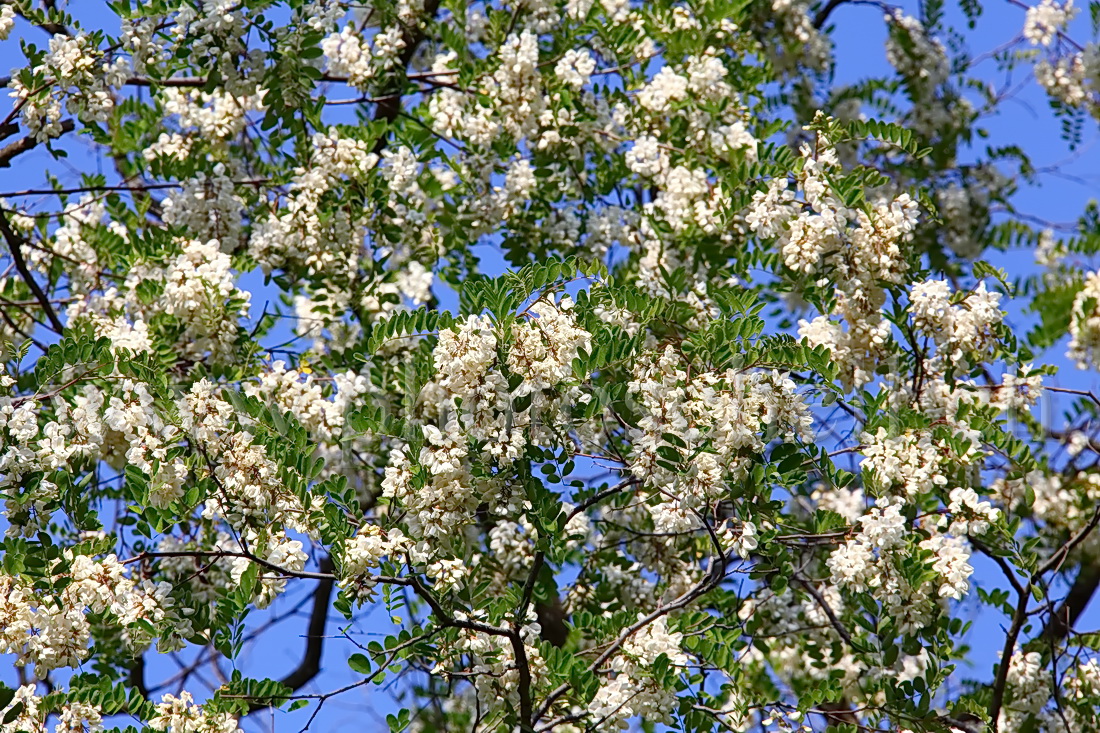 Fleurs d'accacias