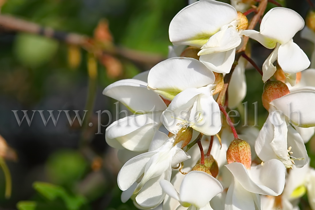 Fleurs d'accacias