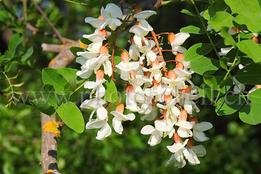 Fleurs d'accacias