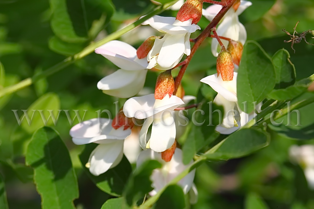 Fleurs d'accacias