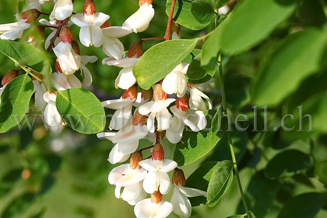 Fleurs d'accacias