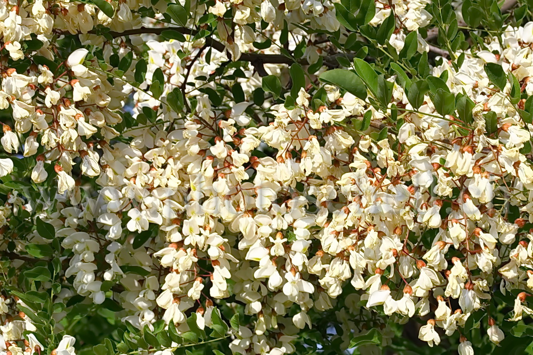 Fleurs d'accacias