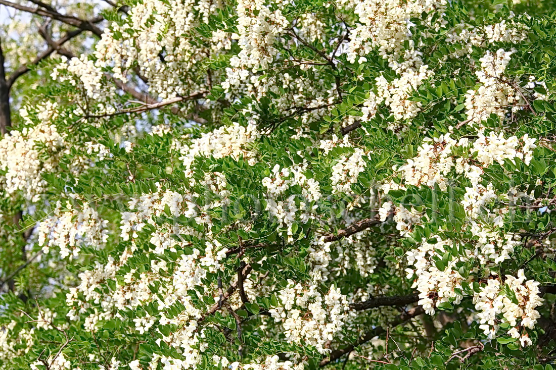 Fleurs d'accacias