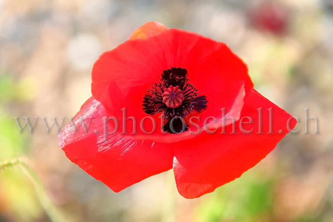 Coquelicot