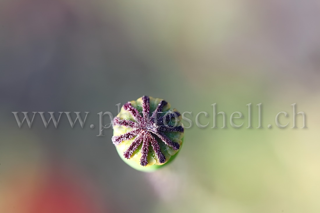 Coeur du coquelicot sans ses pistils