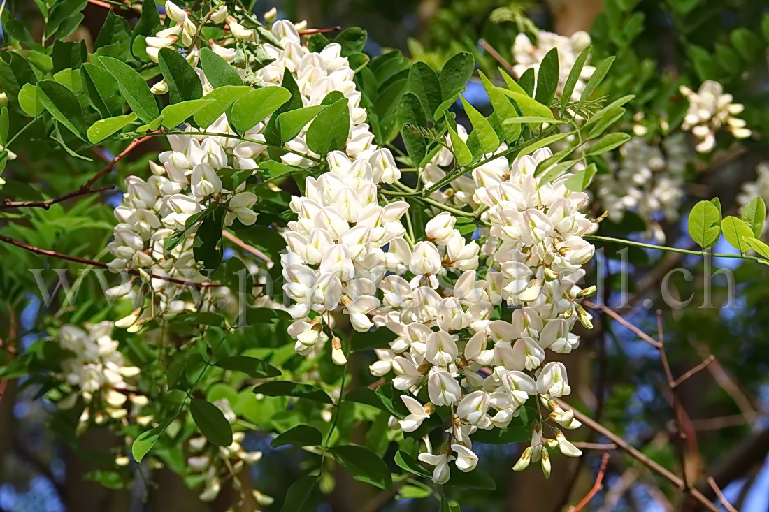 Fleurs d'accacias