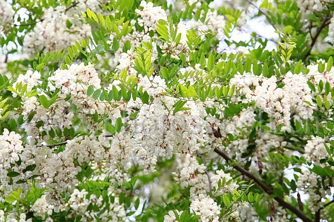 Fleurs d'accacias