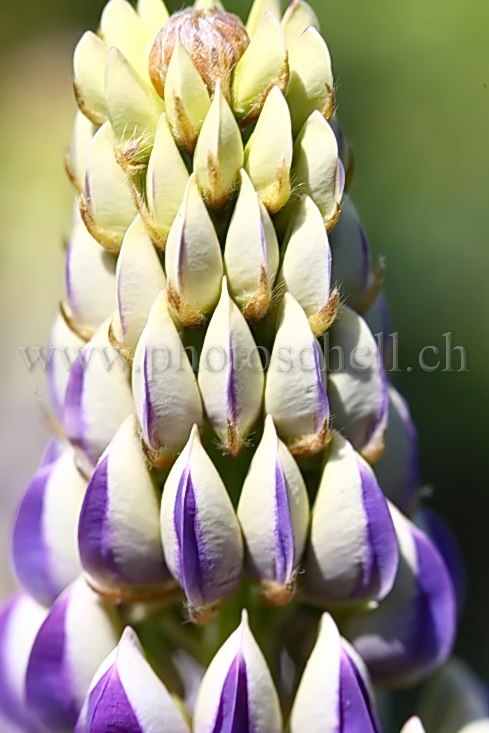 Lupins