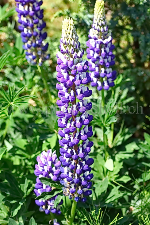 Lupins