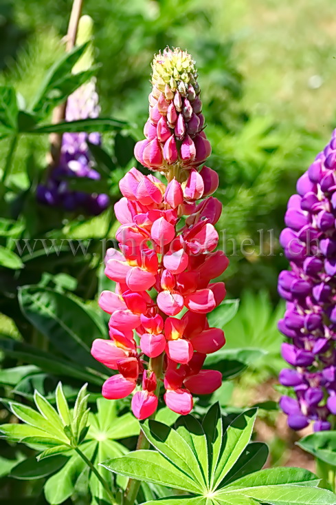 Lupins