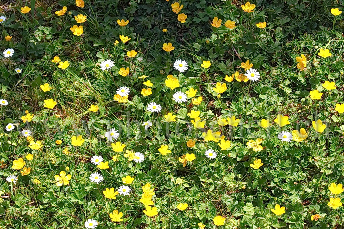 Fleurs de forêt