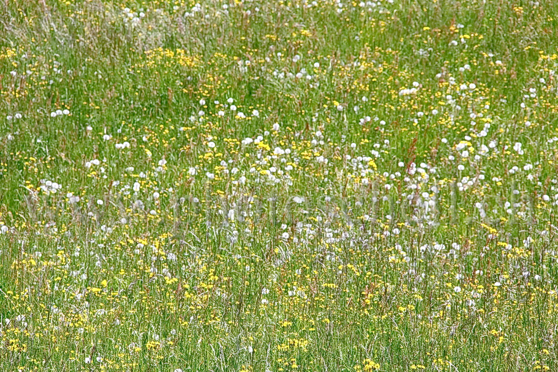 Fleurs des champs