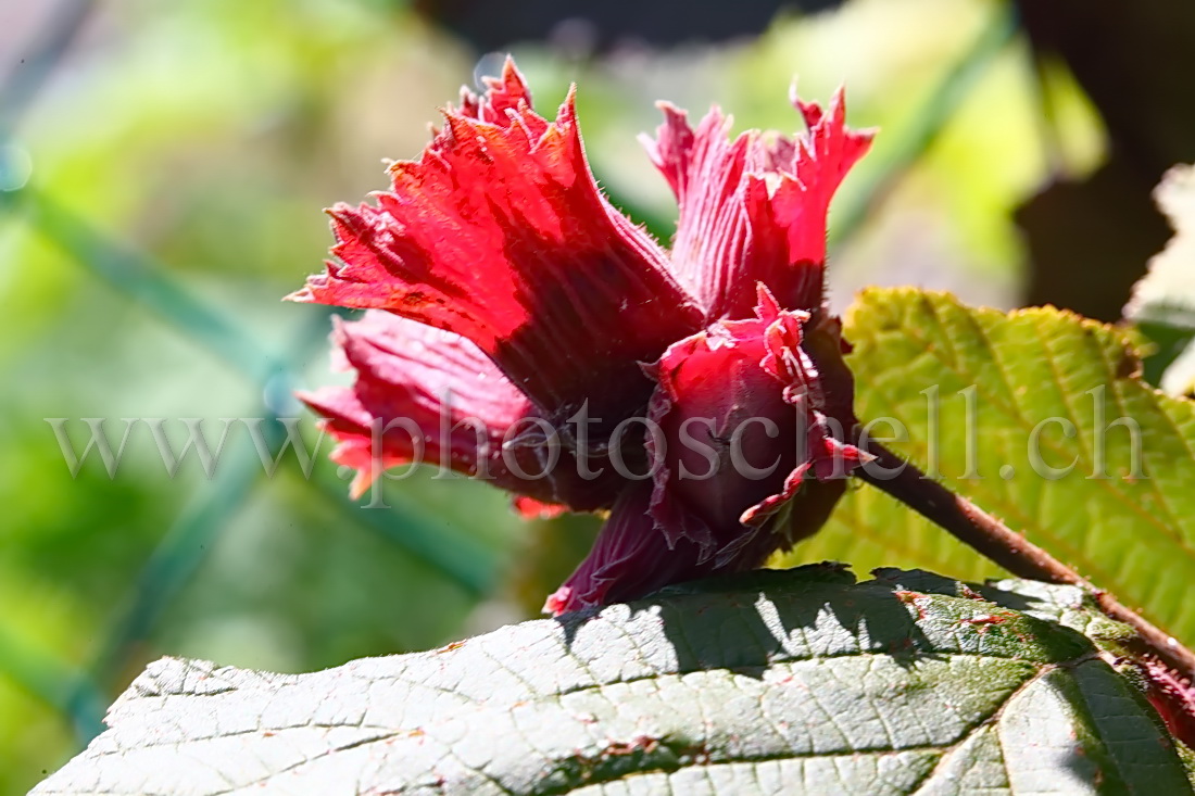 Jeunes noisettes rouges