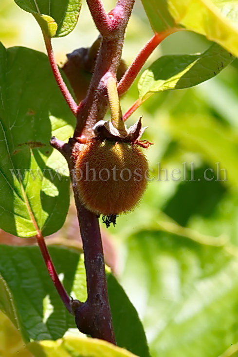 Kiwi